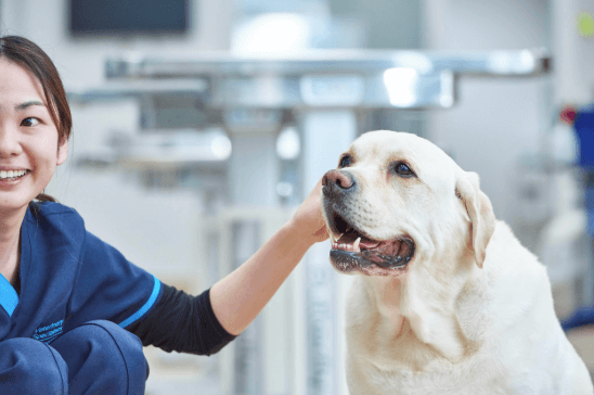 【動物病院受付事務の好条件求人どこで探す?】未経験歓迎！正社員募集、残業月10h以下、幅広い年代活躍中など希望の求人が見つかる！